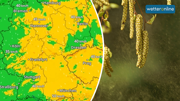 WindRadar zeigt für heute stramme Böen - Birkenkätzchen setzten Blütenstaub frei