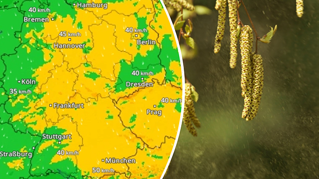 Strammer Wind im WindRadar - Birkekätzchen setzen Blütenstaub frei