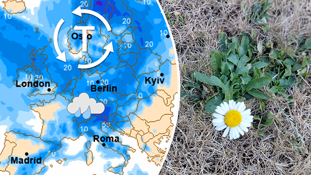 Karte mit Regen in Deutschland, daneben ein Gänseblümchen auf vertrockneter Wiese