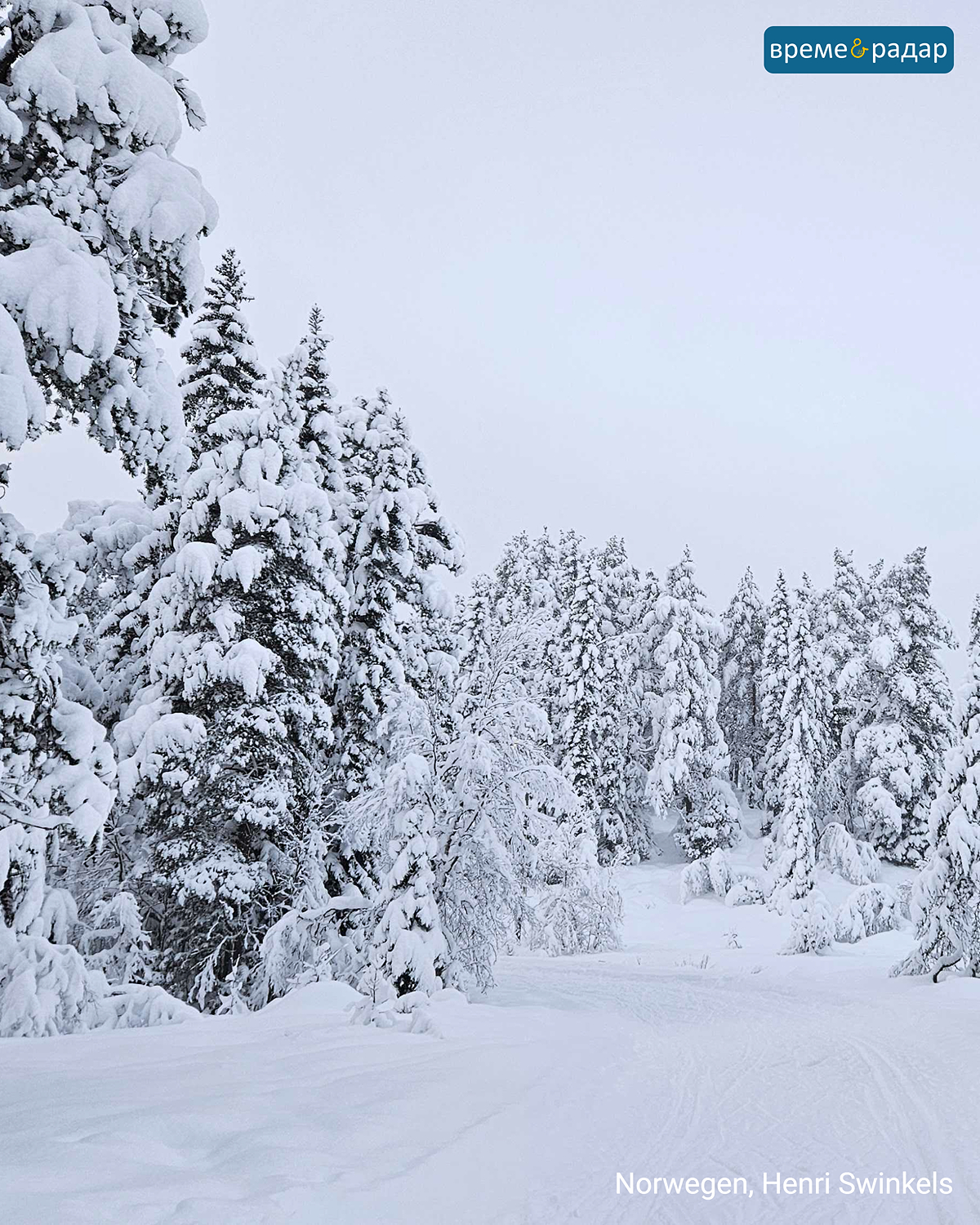 Заснежена иглолистна гора в Норвегия под сивото зимно небе.