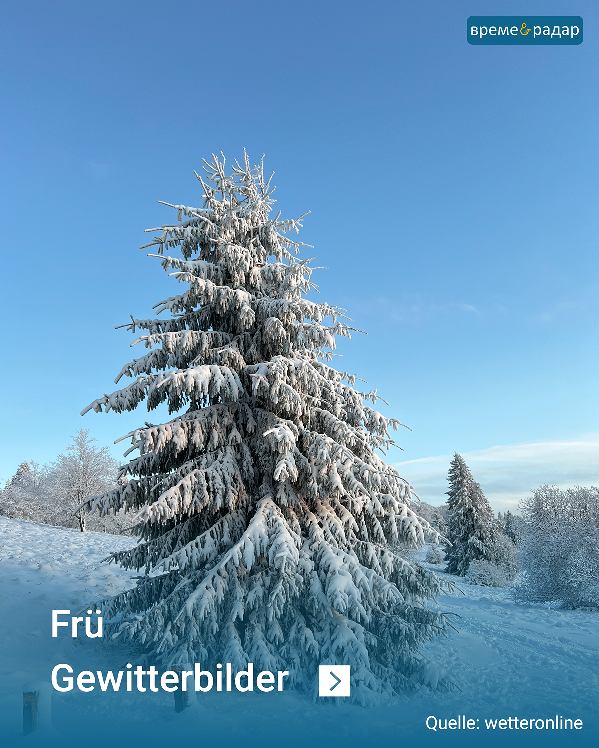 Заснежено иглолистно дърво под синьо небе в зимния пейзаж.