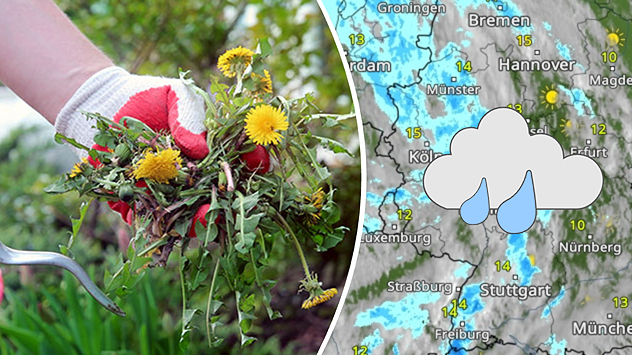 Unkraut wird gejätet - am besten nach dem Regen (WetterRadar)