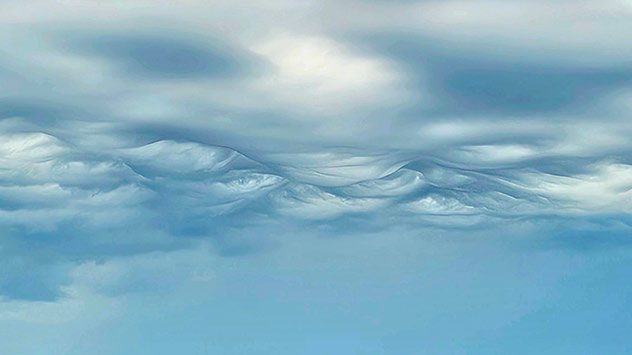 © Nicole Klaus Asperatus