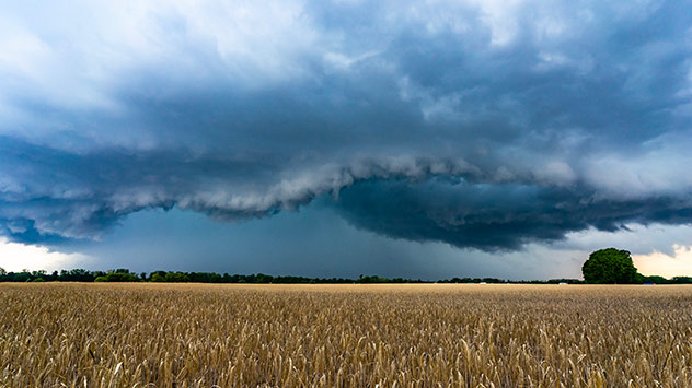 Ein Gewitter zieht bedrohlich über einem Weizenfeld auf.