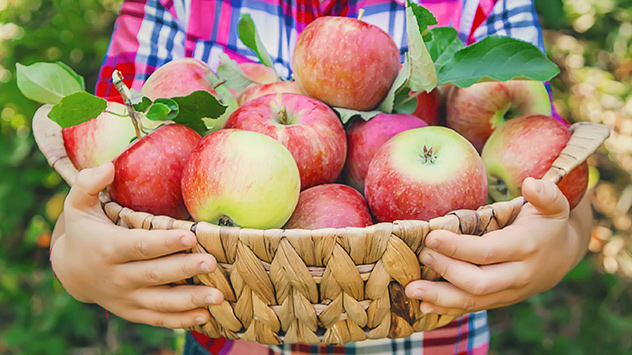Regionales Obst und Gemüse im Herbst - © Tatevosian Yana / Shutterstock.com Regionales Obst und Gemüse im Herbst