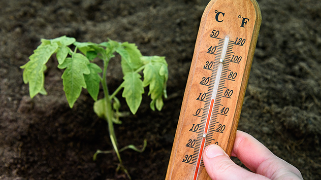 Ein Thermometer neben einer Tomatenpflanze
