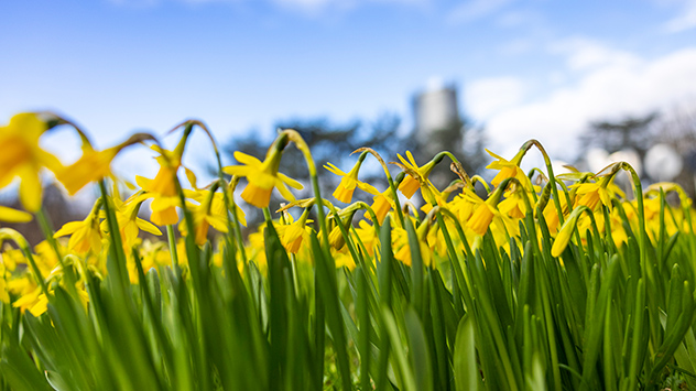 © dpa Osterglocken in einem Park