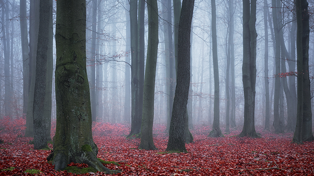 Dichter Laubwald mit kahlen, dunklen Baumstämmen an einem nebligen Tag. Der Boden ist von roten Herbstblättern bedeckt – mystische, stille Herbststimmung.