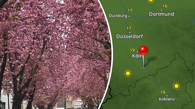 Rózsaszín virágú cseresznyefák egy utcában a WetterRadar mellett, napsütéssel és 19 fok körüli hőmérséklettel Bonn közelében.