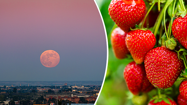 rötlicher Vollmond am Himmel - reife Erdbeeren am Strauch