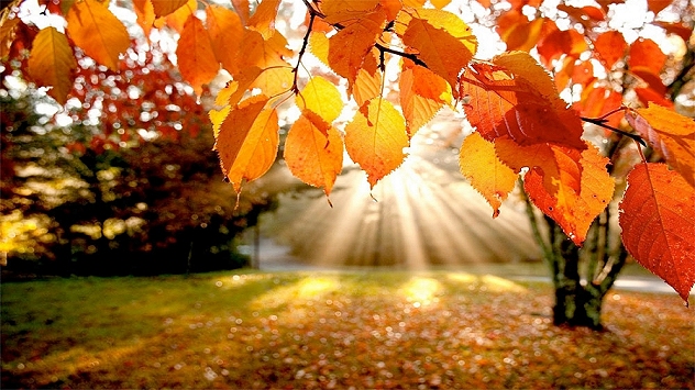 Douceur d'automne et feuilles