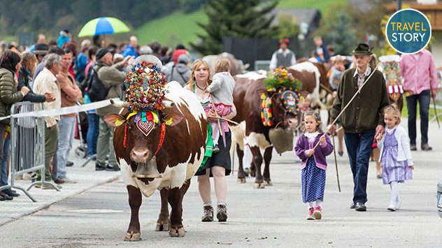 Geschmückte Rinder beim Almabtrieb. (c) Seiser Alm Marketing / Fabian Dalpiaz