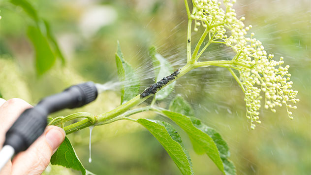 Zehn wirksame Hausmittel gegen Blattläuse - © lavizzara / Shutterstock.com Ein kräftiger Wassersprahl hilft gegen Blattläuse