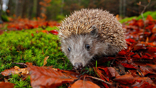Auch können Sie mit dem Laub den Tieren etwas Gutes tun. 