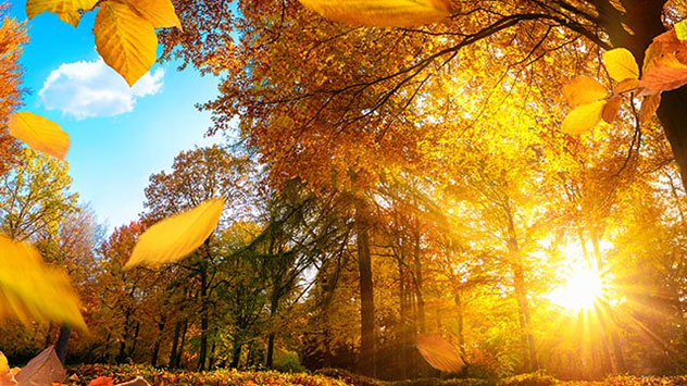 Bunt gefärbte Laubbäume im Herbst sehen wunderschön aus und vertreiben so manche trübe Stimmung.