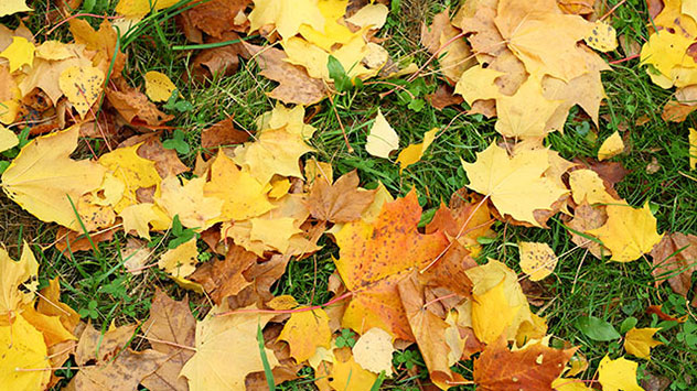 Dann leidet der Rasen an der dichten Laubdecke und auf den Wegen und Terrassen kann es zu einer folgenschweren Rutschpartie kommen.