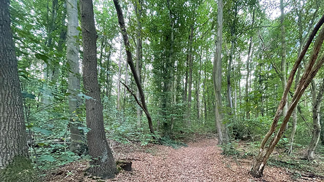 Goldenes Laub am Boden und grüne Blätter an den Bäumen. 