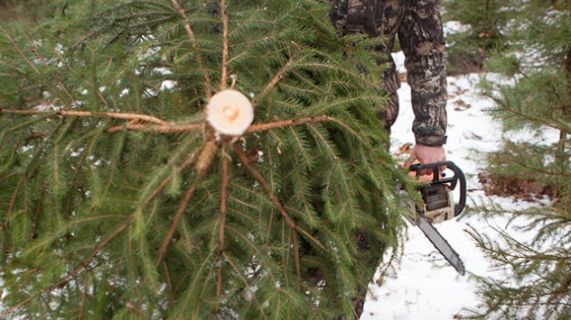 Frisch geschlagener Weihnachtbaum