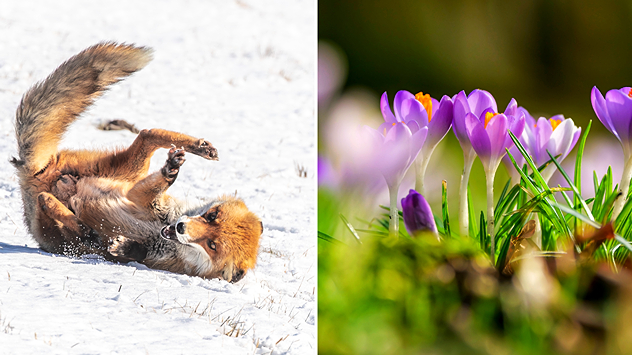 Rotfuchs rollt sich verspielt im Schnee; daneben blühen violette Krokusse im Sonnenlicht. Kontrast zwischen winterlicher Schneelandschaft und frühlingshaften Blumen.
