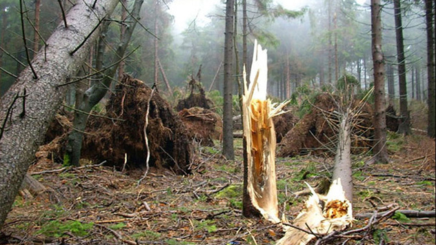 © Wolfgang Schwarz So schlimm sieht es in den Hochlagen des Thüringer Waldes aus.