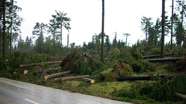 © Wolfgang Schwarz In den Wäldern sieht es aus, wie bei einem Mikadospiel.
