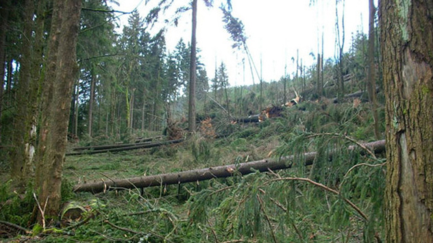 © Wolfgang Schwarz Immer wieder trifft man auf breite Schneisen der Verwüstung.