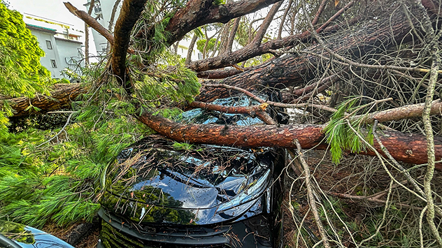 Black car under a fallen tree after a storm in Milano Marittima.