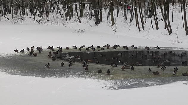 Imagen que muestra un lago helado con patos.