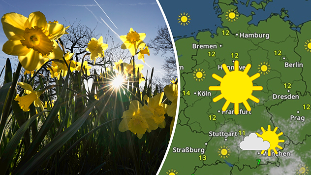 „Geteilte Grafik: links blühende Narzissen im Sonnenlicht, aufgenommen am 14. März 2026 in Würmersheim, rechts eine WetterRadar-Karte von Deutschland mit viel Sonnenschein.