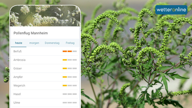 Ambrosia-Stauden auf Feld - Pollenvorhersage Berlin