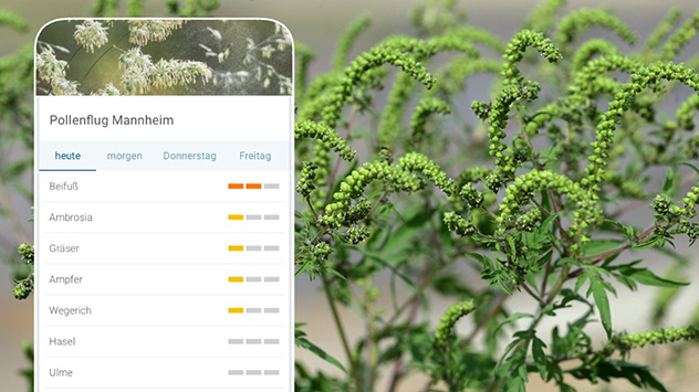 Ambrosia-Stauden auf Feld - Pollenvorhersage Berlin