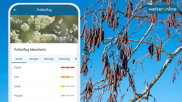 WO-App zeigt Pollenflug für Mannheim an - Hintergrund Erlenbaum mit Kätzchen