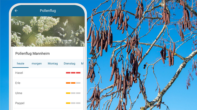 WO-App zeigt Pollenflug für Mannheim an - Hintergrund Erlenbaum mit Kätzchen