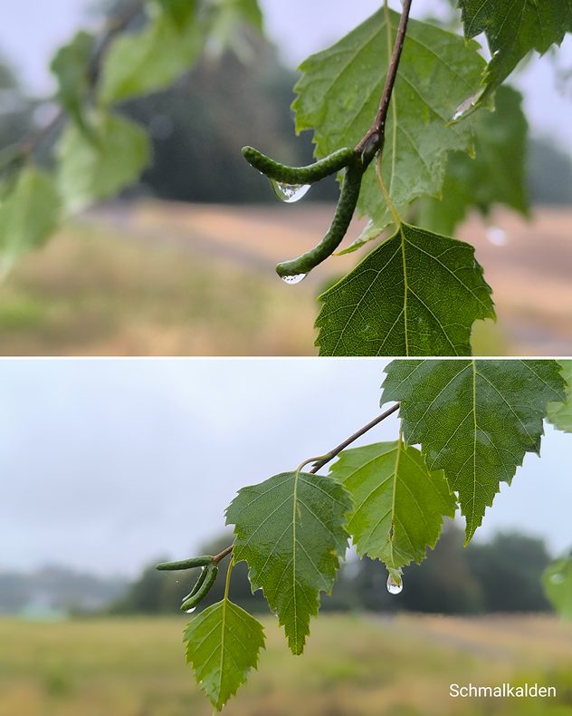 Nahaufnahme eines grünen Birkenzweigs mit Regentropfen an Blättern und Fruchtständen.