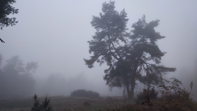Ein mystisches Erlebnis: Im Taunus sind durch den Nebel nur Konturen zu sehen. der Abenddämmerung.