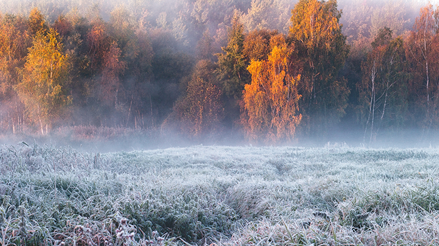 Gefrorene Wiese mit Reif in einer Nebellandschaft, dahinter herbstlich gefärbte Bäume im Morgenlicht.