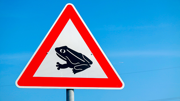 Speciaal waarschuwingsbord voor paddentrek. De jaarlijkse migratie van padden en kikkers begint dit jaar relatief vroeg.