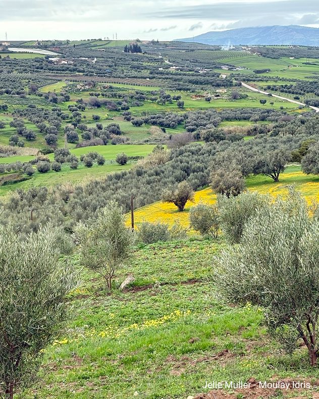 Un paysage vallonné parsemé d'oliviers, de champs verdoyants et de fleurs jaunes sous un ciel nuageux