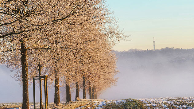 Bäume und angezuckertes Feld werden von der Sonne angestrahlt, während der Hintergrund noch im Nebel versinkt