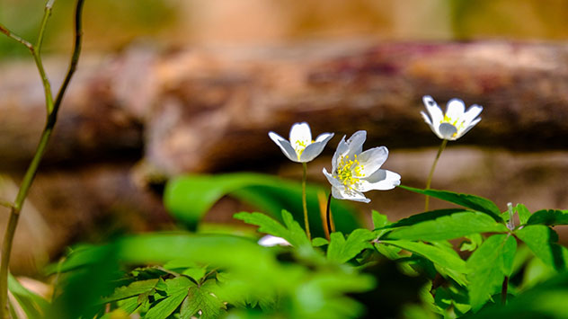 Der viele Regen tut der Natur gut.