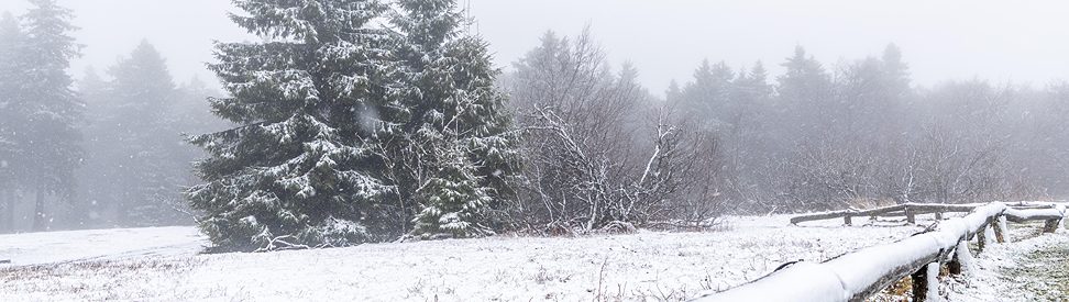Schneebedeckte Tannen auf einer Wiese im leichten Schneefall. Im Vordergrund ein verschneiter Holzzaun. (c) dpa