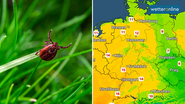 Geteilte Grafik: links eine Zecke im Gras, rechts eine TemperaturRadar-Karte von Deutschland. 