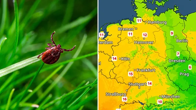 Geteilte Grafik: links eine Zecke im Gras, rechts eine TemperaturRadar-Karte von Deutschland.