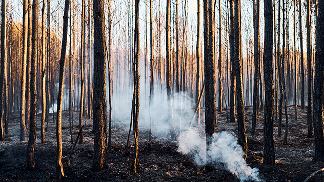 Qualm steigt auf vom Waldboden nach dem Waldbrand bei Sonnewalde.