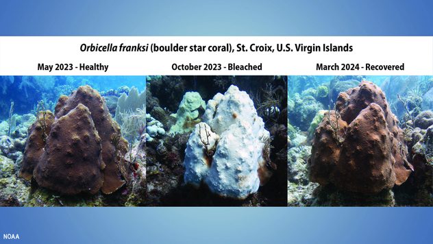 NOAA - Coral bleaching in St. Croix
