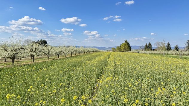 Gomolyfelhők az égen