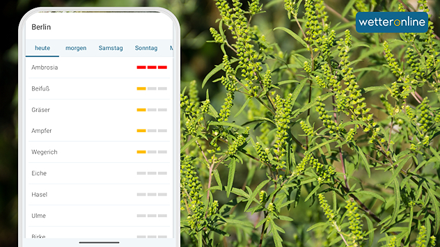 Ambrosiapflanzen im Freien, daneben eine Pollenvorhersage für Berlin mit hoher Belastung durch Ambrosiapollen.