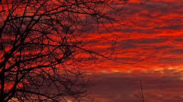 Roter Sonnenuntergang mit dunklen Baumästen im Vordergrund.