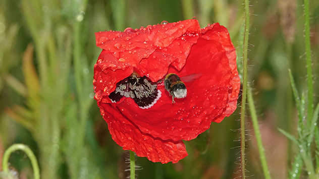 Biene in Blume bei Regen