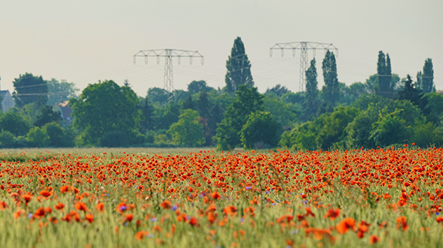 Trüber Himmel über Mohnfeld